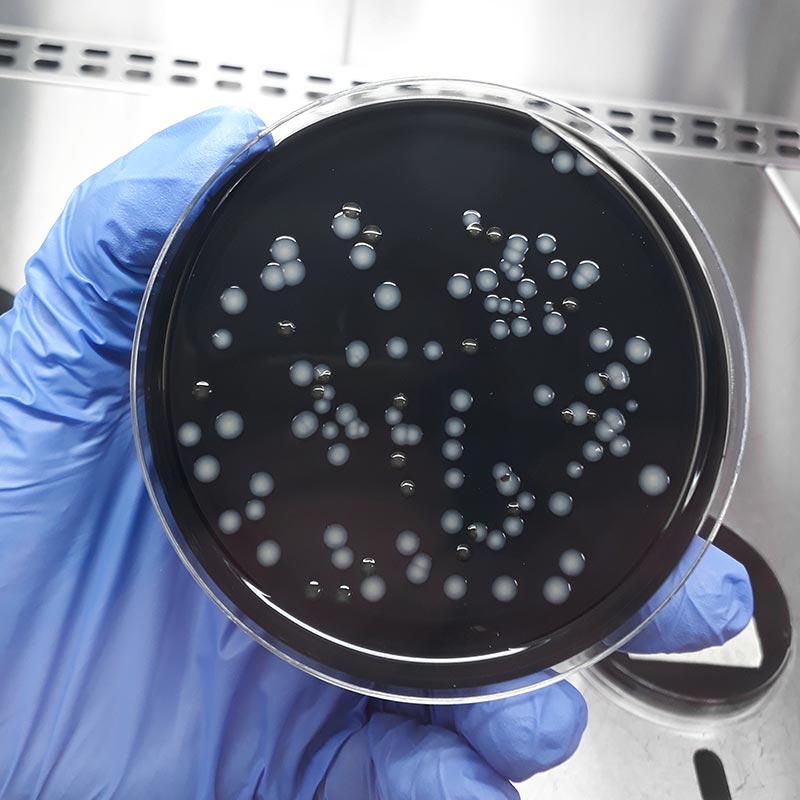 Analisi microbiologiche acque potabili e piscine - Consula Ambiente